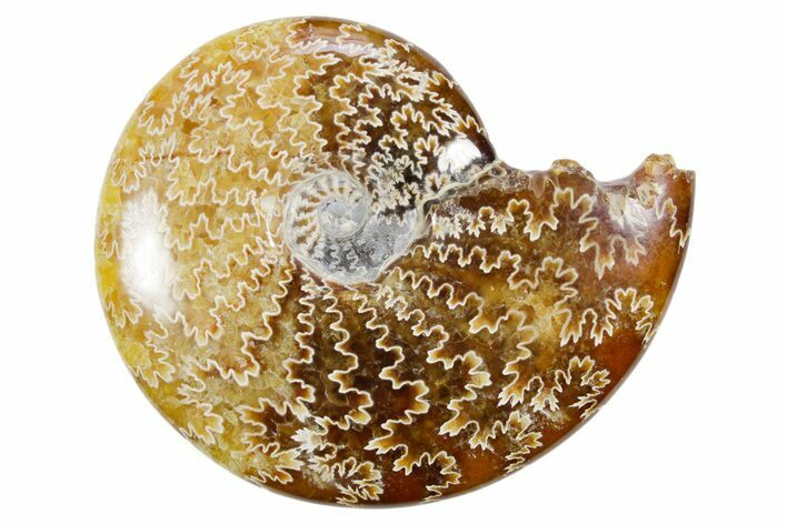 Polished Ammonite (Cleoniceras) Fossil - Madagascar #358410